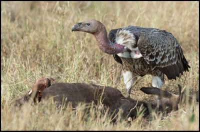 Rppells Vulture on carcass