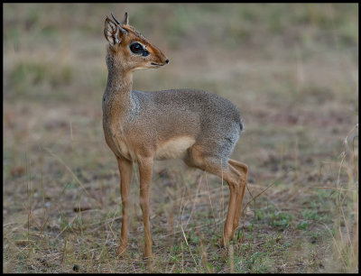 Dikdik - smallest of antelopes