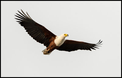 African Fish-eagle