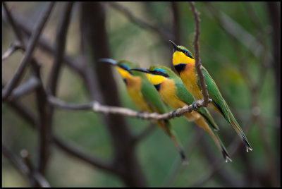 Little Bee-eaters