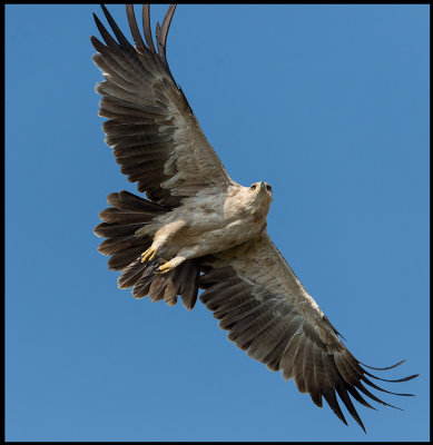 Tawny Eagle