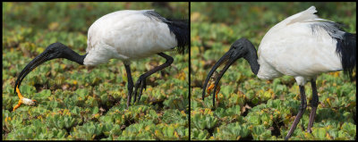 Sacred Ibis catching a frog