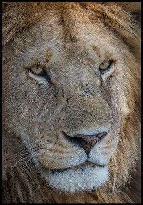 Male Lion