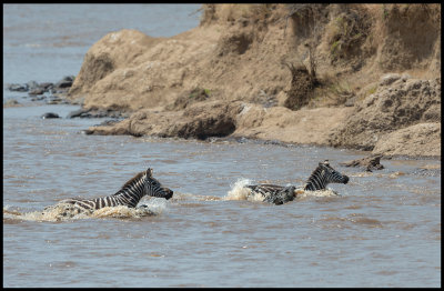 Zebra beeing attacked by a Crocodile in Mara River