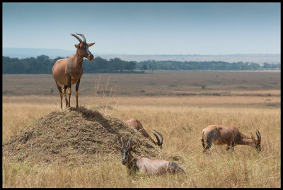 Topi guarding Serengeti