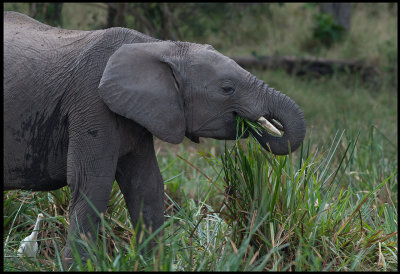 Elephant and Cattle Heron