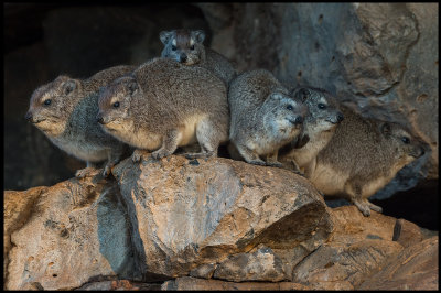 Rock Hyraxes warming up in the early morning sun