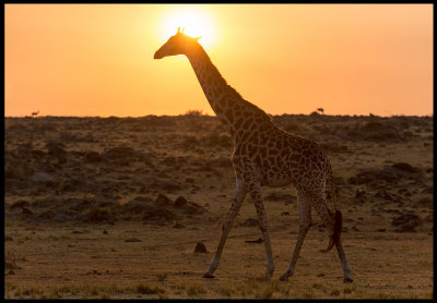 Giraff in Masai Mara Conservancy