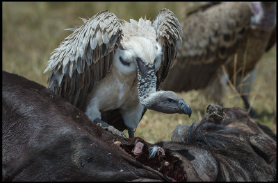 Cape Vulture - a very rare visitor to Serengeti