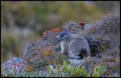 Alpine Marmot (Murmeldjur - Marmota m.) Austrian alps