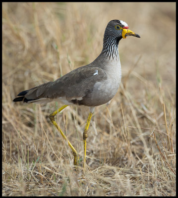 Wattled Plover