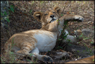 The most lazy animal in Mara?