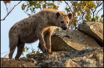Hyena taking a look at our car....
