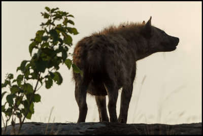 Hyena outside the lair at dawn