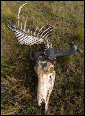 What is left of a Wlderbeest