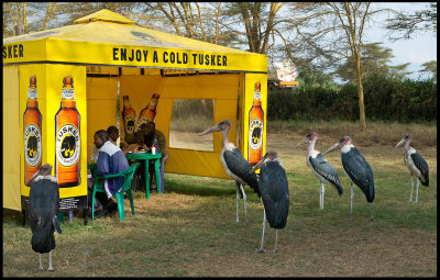 What every Marabou Stork wants? Enjoy a Kenyan Tusker Beer of course...