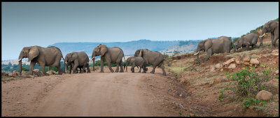 Elephants crossing the road north of Masai Mara