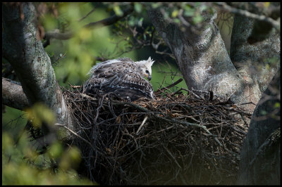 Immature African Crowned Eagle in the nest - Masai conservancy