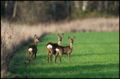Female Roe Deer with two nearly grown up kids - Grnhgen
