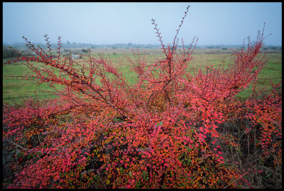 Autum colors at Alvaret