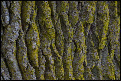 Oak in Ottenby lund - land