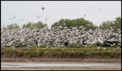 A selection of gulls, herons and some Gull-billed Terns - Azerbaijan