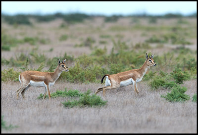 Goitered Gazelle (Krvgasell) - Shirvan NP