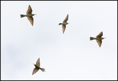 Blue-cheeked Bee-eater (Gröna biätare) - Azerbaijan (COLLAGE)