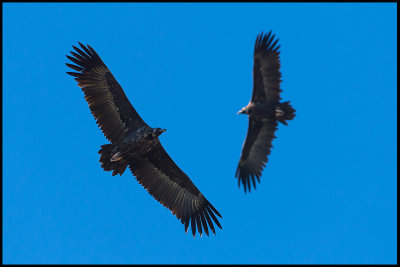 Black Vultures (Grgamar)