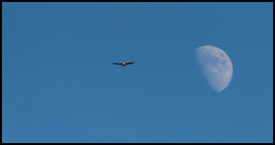Griffon Vulture and moon (Gsgam)