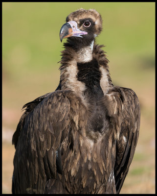 Adult Black Vulture (Grgam) - Sierra de San Pedro