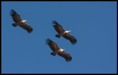Griffon Vultures (Gsgamar)