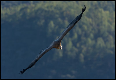 Griffon Vulture (Gsgam) near Castillo de Monfrague