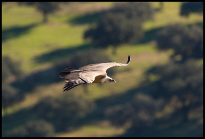 Griffon Vulture (Gsgamar) over the Spanish Cork landscape