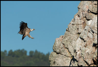 Griffon Vulture (Gsgama) landing on the rock at Monfrague