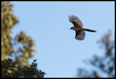 Azure-winged Magpie (Blskata)