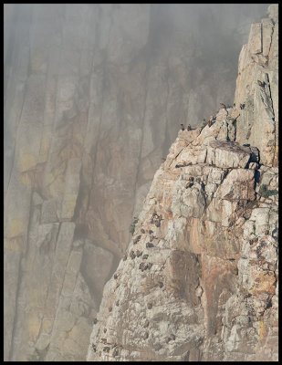 Griffon Vulture Cliff