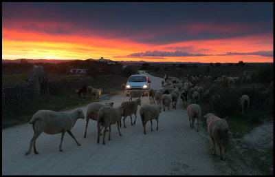 Sheep at dusk - Malpartida de Cceres