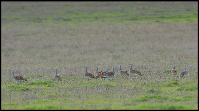 Great Bustards (Stortrappar) on the plain near Torrequemada
