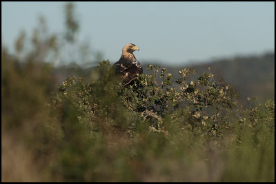 Adult Spanish Imperial Eagle (Spansk Kejsarrn) - Sierra de San Pedro