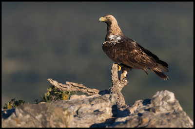 Adult Spanish Imperial Eagle (Spansk Kejsarrn) - Sierra de San Pedro