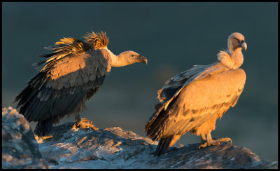 First rays of morning light - Griffon Vultures (Gsgamar)