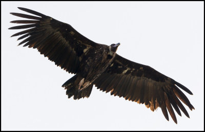 Black Vulture (Grgam)
