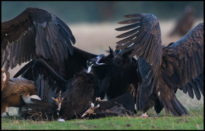 Black Vulture (Grgam) fighting on it`s back