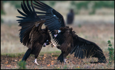 Oooouch - a claw in the backhead - Black Vulture fight