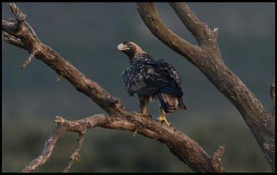 Subadult Spanish Imperial Eagle (Spansk Kejsarrn) - Sierra de San Pedro