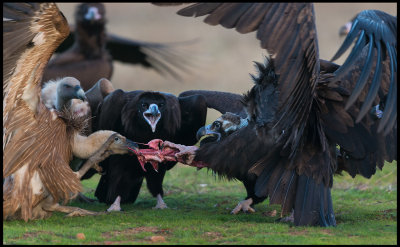 Vulture tug of war - who will be the winner???