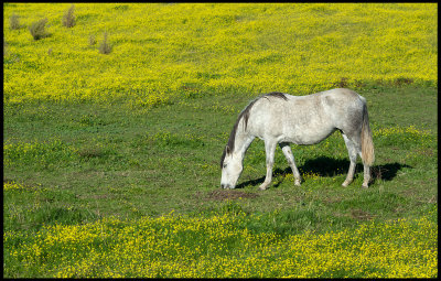 Horse in yellow field - Brozas