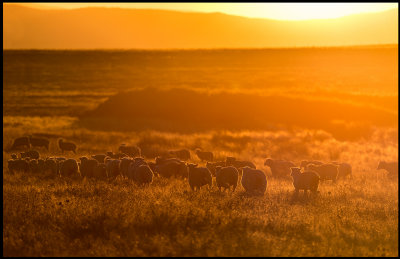 Sheep on the plains near Herreruela