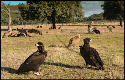Black Vultures in front of our hide in Sierra de San Pedro